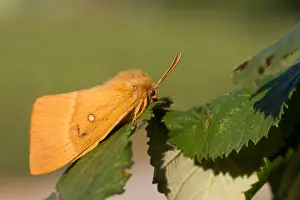 Germany Wildlife Fauna Drucke: Macro image of a butterfly