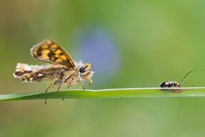 Großaufnahme eines Schmetterlings.