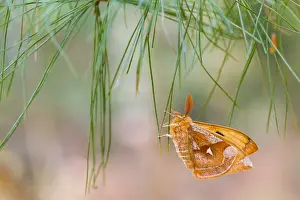 Germany Wildlife Images Drucke: Macro image of a butterfly