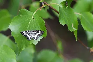 Asian Wildlife Images Drucke: Macro image of a butterfly