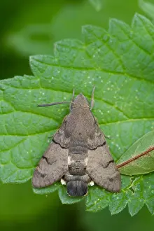 Macro image of a butterfly