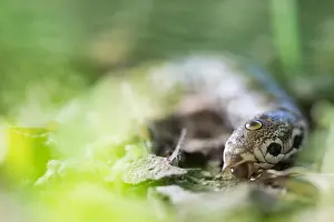 Bilder Datiert 28. Juni 2019: Großaufnahme eines Schmetterlings.