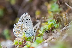 Insect Macro Photography Drucke: Macro image of a butterfly