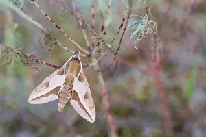 German Wildlife Fauna Drucke: Macro image of a butterfly