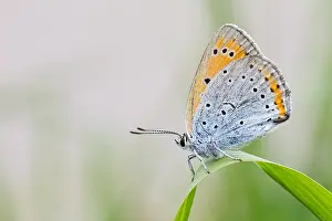 Macro Insect Images Drucke: Macro image of a butterfly