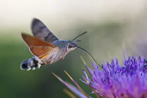 Großaufnahme einer Schmetterling