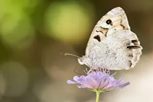 August Drucke: Großaufnahme einer Schmetterling.