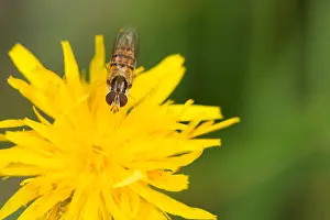 Marmalade Hoverfly Drucke: Macro image of a butterfly