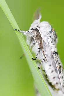 Bilder Datiert 15. Juni 2019: Großaufnahme eines Schmetterlings.