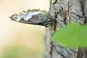 Großaufnahme eines Schmetterlings.