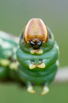 Bilder Datiert 8. September 2014: Großaufnahme eines Schmetterlings.