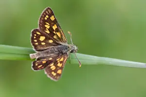 Großaufnahme eines Schmetterlings.