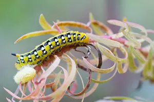German Wildlife Fauna Drucke: Macro image of a butterfly