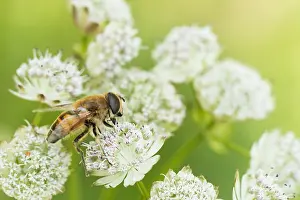 Bilder Datiert 6. August 2019: Makrobild eines Schmetterlings.