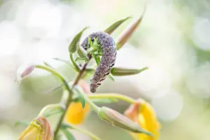 Germany Wildlife Fauna Drucke: Macro image of a butterfly