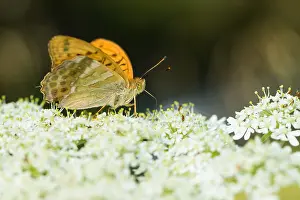 Butterfly Species Drucke: Macro image of a butterfly
