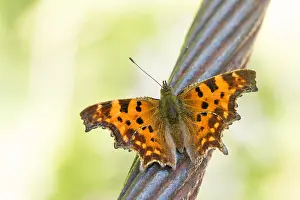 Bilder Datiert 17. August 2019: Großaufnahme eines Schmetterlings