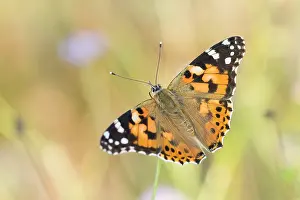 Macro Wildlife Photography Drucke: Macro image of a butterfly
