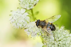 Bilder Datiert 6. August 2019: Großaufnahme eines Schmetterlings.