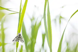 Asian Wildlife Images Drucke: Macro image of a butterfly