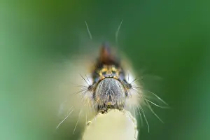 German Wildlife Fauna Drucke: Macro image of a butterfly