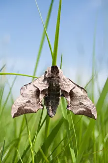 European Moth Species Drucke: Macro image of a butterfly