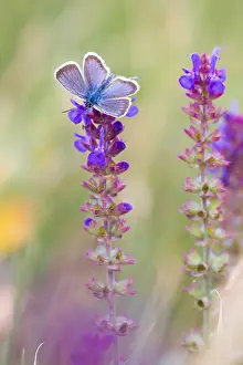 European Fauna And Flora Drucke: Macro image of a butterfly