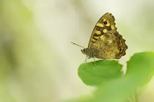 Großaufnahme eines Schmetterlings.