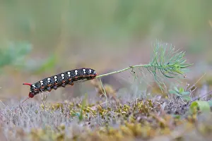 German Wildlife Fauna Drucke: Macro image of a butterfly