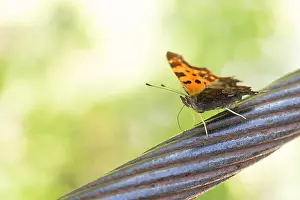 Bilder Datiert 17. August 2019: Großaufnahme eines Schmetterlings.