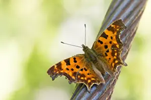 Bilder Datiert 17. August 2019: Großaufnahme eines Schmetterlings.