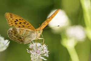 Butterfly Species Drucke: Macro image of a butterfly