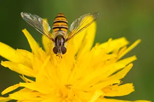 Marmalade Hoverfly Drucke: Macro image of a butterfly
