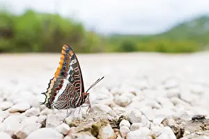 Bilder Datiert 11. September 2014: Großaufnahme eines Schmetterlings.
