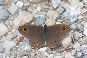 German Wildlife Fauna Drucke: Macro image of a butterfly