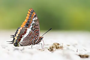 Bilder Datiert 11. September 2014: Großaufnahme eines Schmetterlings.