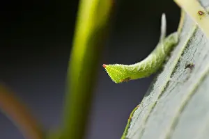 Germany Wildlife Fauna Drucke: Macro image of a butterfly