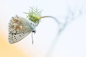 Juli Drucke: Großaufnahme einer Schmetterling