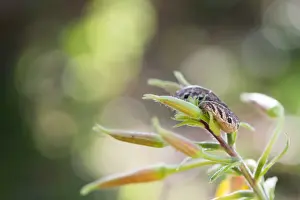 German Wildlife Fauna Drucke: Macro image of a butterfly