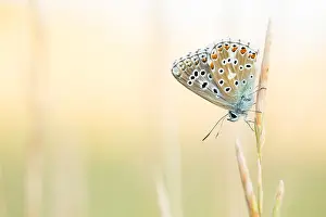 Juli Drucke: Großaufnahme eines Schmetterlings.