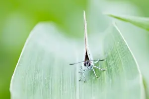 German Wildlife Fauna Drucke: Macro image of a butterfly