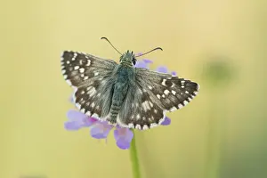 Butterfly Species Drucke: Macro image of a butterfly