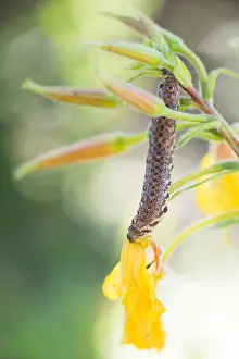 Bilder Datiert 28. Juni 2019: Großaufnahme eines Schmetterlings.