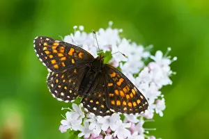 Butterfly Species Drucke: Macro image of a butterfly