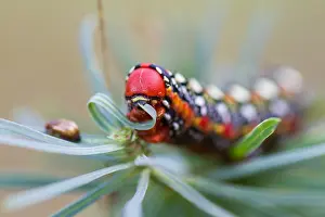 German Wildlife Fauna Drucke: Macro image of a butterfly