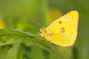 Großaufnahme einer Schmetterling.