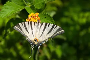 Greece Wildlife Photography Drucke: Macro image of a butterfly