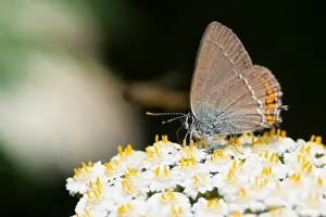 Germany Wildlife Fauna Drucke: Macro image of a butterfly