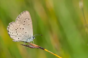 Großaufnahme eines Schmetterlings