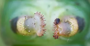 Bilder Datiert 8. September 2014: Großaufnahme einer Schmetterling
